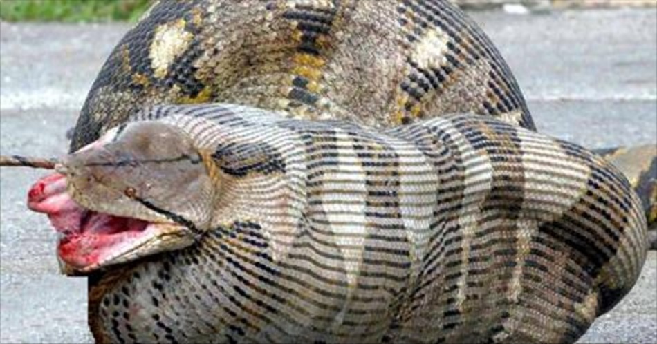 Top 10 Most Dangerous Animals In The World Interestin - vrogue.co