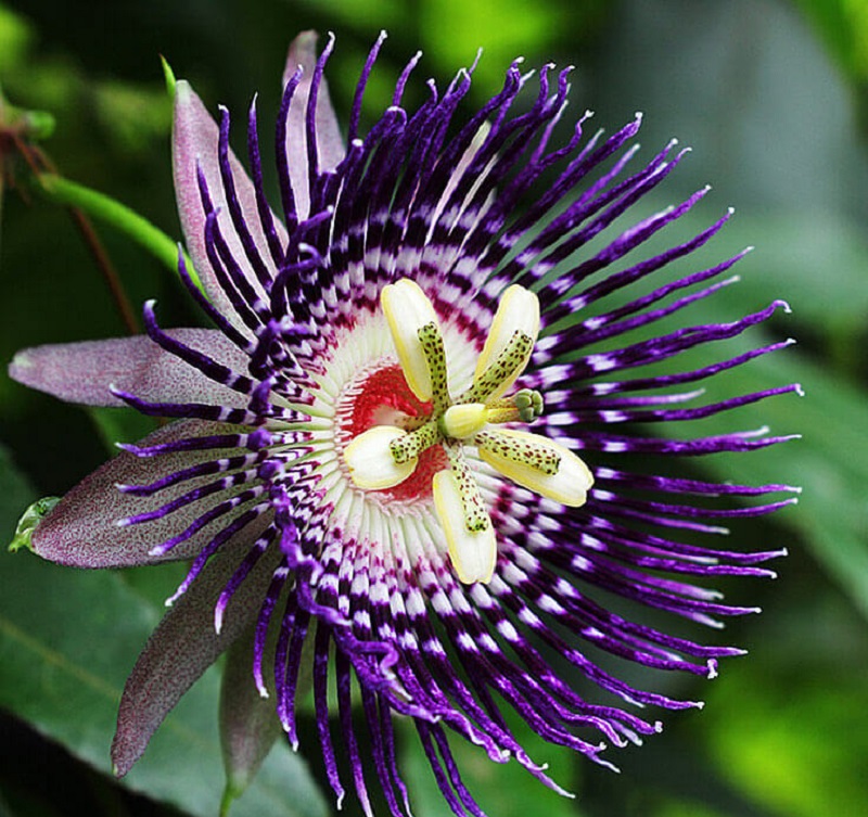 10 Most Beautiful Flowers in the World