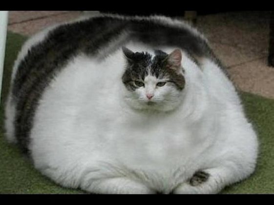 Top 5 Fattest Cats In The World top-5-fattest-cats-in-the-world